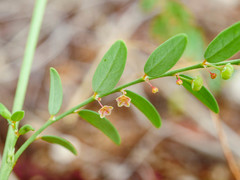 Phyllanthus loandensis