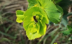Lasioglossum pallens