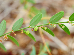 Phyllanthus loandensis