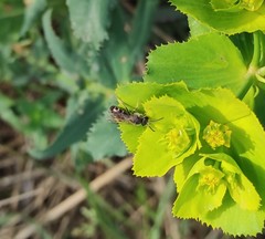 Lasioglossum pallens