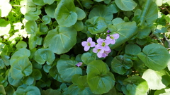 Cardamine raphanifolia