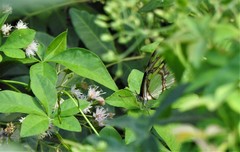 Siproeta stelenes