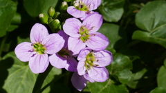 Cardamine raphanifolia
