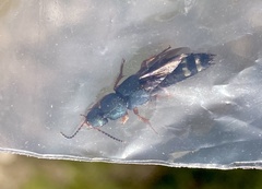 Platydracus fulvipes