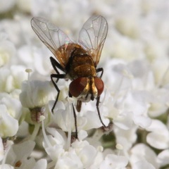 Eliozeta