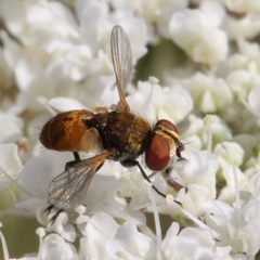 Eliozeta