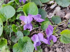 Viola odorata