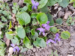Viola odorata