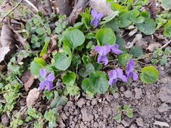 Viola odorata