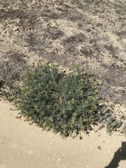 Astragalus lentiginosus nigricalycis
