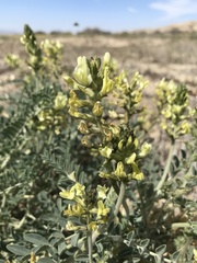 Astragalus lentiginosus nigricalycis