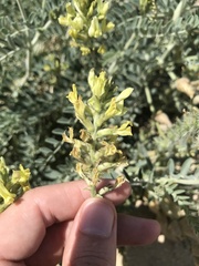 Astragalus lentiginosus nigricalycis