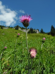Carduus defloratus defloratus