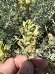 Astragalus lentiginosus nigricalycis