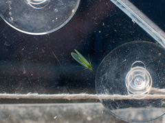 Chrysoperla carnea
