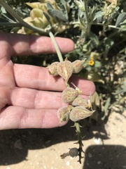 Astragalus lentiginosus nigricalycis