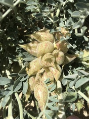 Astragalus lentiginosus nigricalycis