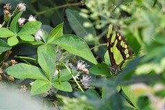 Siproeta stelenes