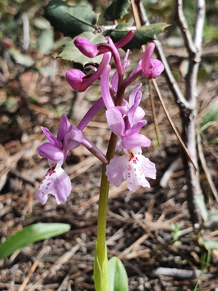 Orchis laeta