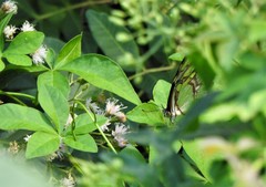 Siproeta stelenes
