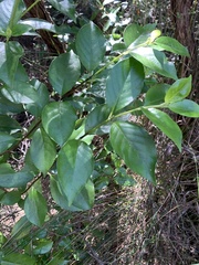 Geniostoma ligustrifolium