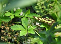 Siproeta stelenes