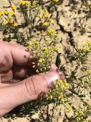 Lepidium jaredii jaredii