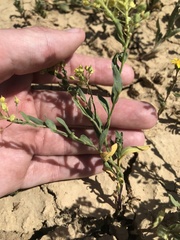 Lepidium jaredii jaredii