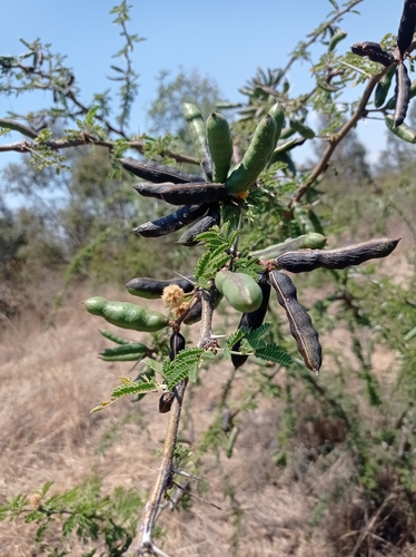 Vachellia farnesiana