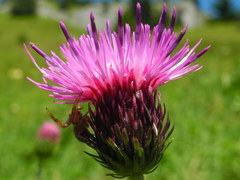Carduus defloratus defloratus
