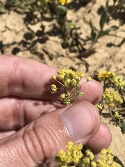 Lepidium jaredii jaredii