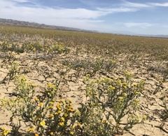 Lepidium jaredii jaredii