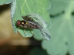 Meliscaeva auricollis