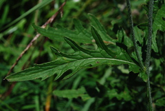 Carduus defloratus defloratus