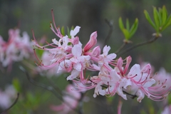 Rhododendron prinophyllum