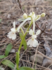 Orchis laeta