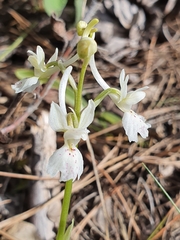 Orchis laeta