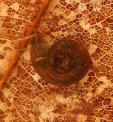 Gyraulus albus