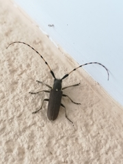 Agapanthia annularis