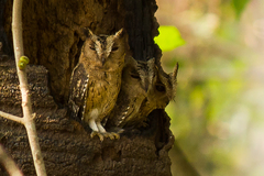 Otus bakkamoena
