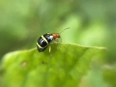Gynandrobrotica