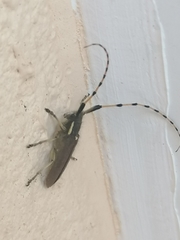 Agapanthia annularis