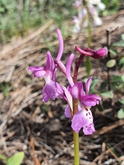 Orchis laeta