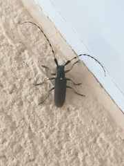 Agapanthia annularis