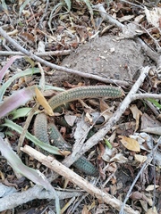 Acanthocereus oaxacensis