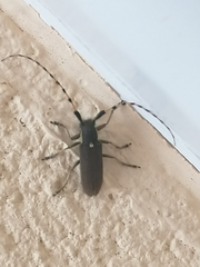 Agapanthia annularis