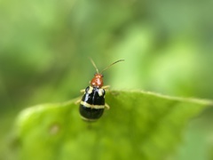 Gynandrobrotica