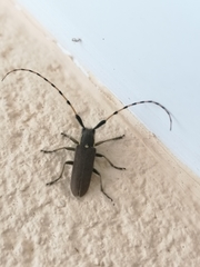 Agapanthia annularis