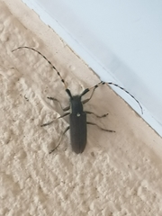 Agapanthia annularis