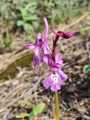 Orchis laeta